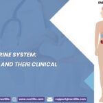 The Endocrine System: Hormones and Their Clinical Relevance